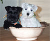 Click here for more detailed Miniature Schnauzer breed information and available puppies, studs dogs, clubs and forums